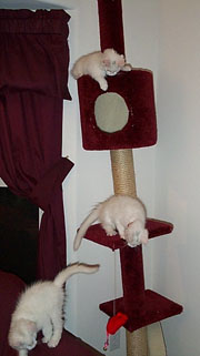 photos